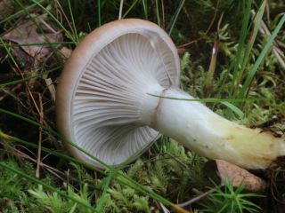 chroogomphus and gomphidius2.jpg
